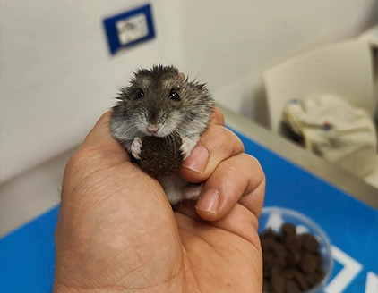Ambientazione criceto Ambulatorio Veterinario San Giorgio