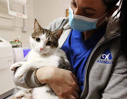 Ambientazione gatto Poliambulatorio Veterinario Argentina Taggia