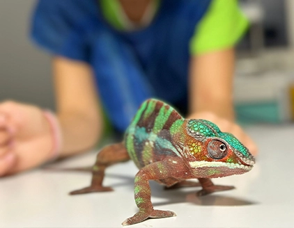 Camaleonte Clinica Veterinaria Modena Sud
