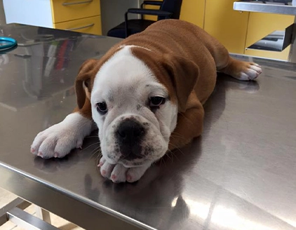 Cane Ambulatorio Veterinario Lazzari