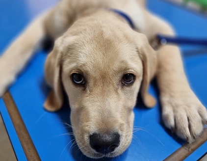 Cane Centro Veterinario Einaudi Bari