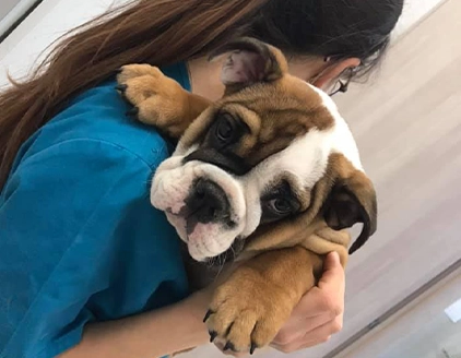 Cane Clinica Veterinaria Brianzavet