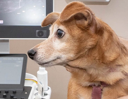 Cane Clinica Veterinaria Pedrani Diagnostica Piccoli Animali