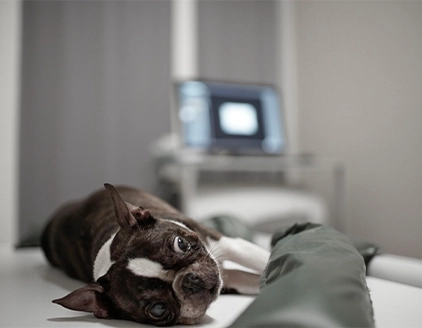Cane Clinica Veterinaria PetCare Bologna