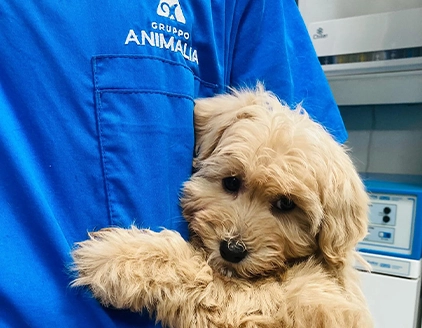 Cane Ospedale Veterinario Rezzato