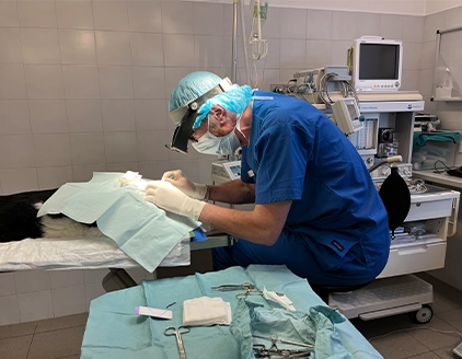 Chirurgia Clinica Veterinaria Madonna Di Rosa