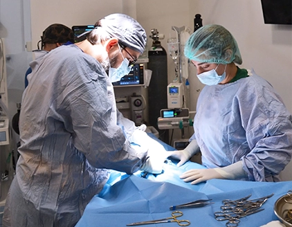 Chirurgia operazione Clinica Veterinaria Primavera Palermo