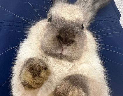 Coniglio Clinica Veterinaria Verona VetCare