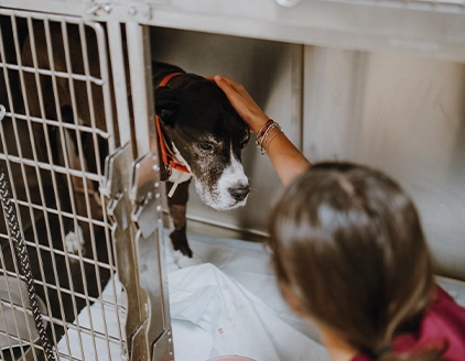 Degenza Centro Veterinario Einaudi Bari