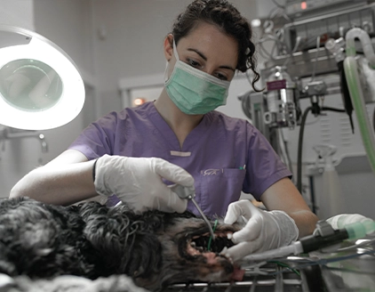 Detartrasi cane Clinica Veterinaria PetCare Bologna
