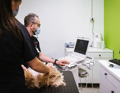 Ecografia cane Centro Veterinario SOS Oberdan