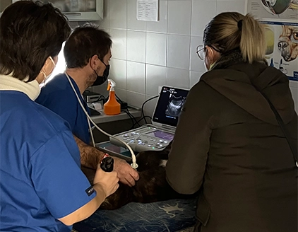 Ecografia Clinica Veterinaria Madonna Di Rosa