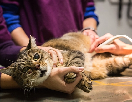 Ecografia gatto Clinica Veterinaria San Piero Mugello