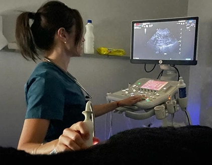 Ecografia Clinica Veterinaria PetVet San Vincenzo