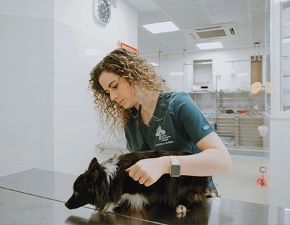 Emergenza 24 ore Centro Veterinario Einaudi Bari