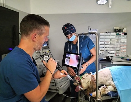 Endoscopia cane Clinica Veterinaria PetVet San Vincenzo