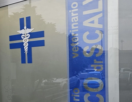 Esterno vetrofania Clinica Veterinaria Verona VetCare