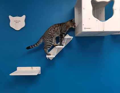Gatti Clinica Veterinaria Borgarello Moncalieri