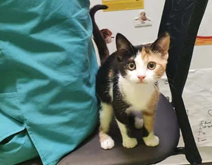 Gatto Ambulatorio Veterinario Brianzavet