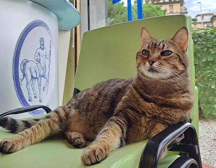Gatto Clinica Veterinaria Chirone Scandicci