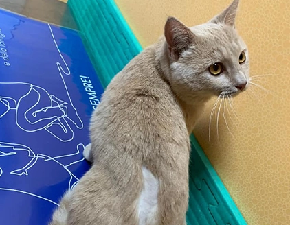 Gatto Clinica Veterinaria Grosseto Nord