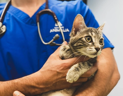 Gatto Clinica Veterinaria Città del Marmo
