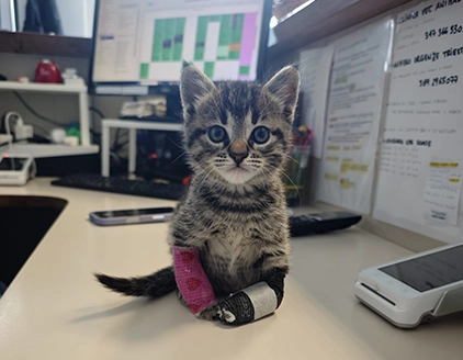 Gatto Clinica Veterinaria Timavo Monfalcone