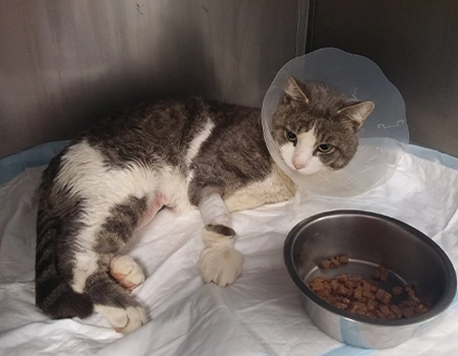 Gatto degenza Clinica Veterinaria Croce Azzurra Empoli