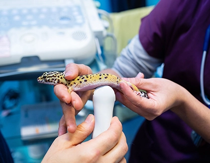 Geko Ambulatorio Veterinario Dottoressa Anzolin