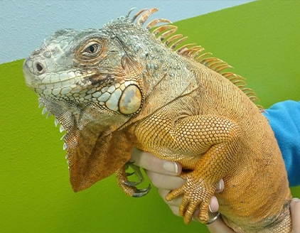 Iguana Clinica Veterinaria Clinac Genova