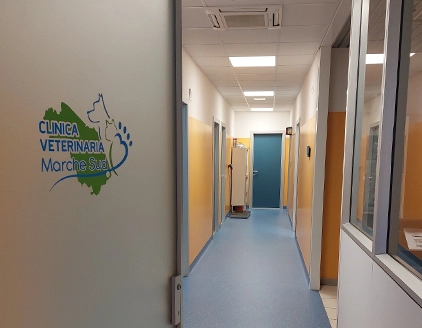 Interno Clinica Veterinaria Marche Sud Grottammare