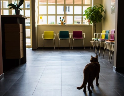 Interno clinica Clinica Veterinaria Neur On Scan Catania