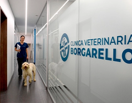Interno corridoio Clinica Veterinaria Borgarello Moncalieri