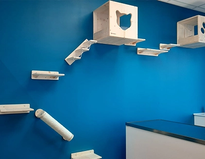 Interno gatti Clinica Veterinaria Borgarello Moncalieri