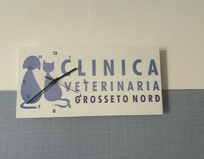 Interno orologio Clinica Veterinaria Grosseto Nord