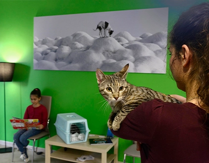 Interno sala attesa gatto Ambulatorio Veterinario Borgarello Santena