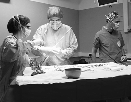 Operazione clinica Clinica Veterinaria Dormelletto