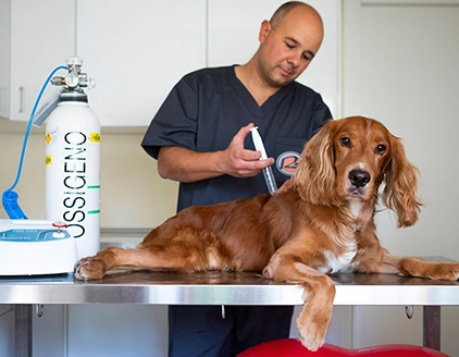 Ozonoterapia Centro di Riabilitazione Motoria Veterinaria Riabilitaria