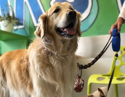 pazienti cani Clinica Veterinaria ARS Fiorano