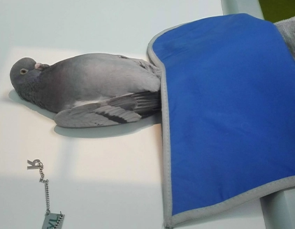 Piccione Clinica Veterinaria Clinac Genova