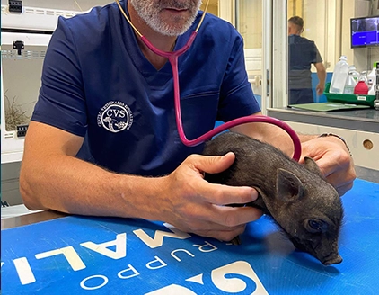 Porcellino Centro Veterinario Specialistico Roma