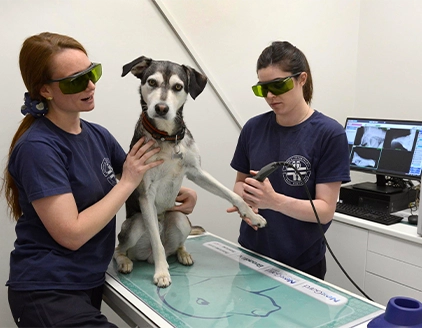 Radiografia cane Ambulatorio Veterinario Borgarello Santa Rita