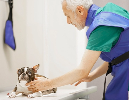 Radiografia cane Clinica Veterinaria PetCare Bologna