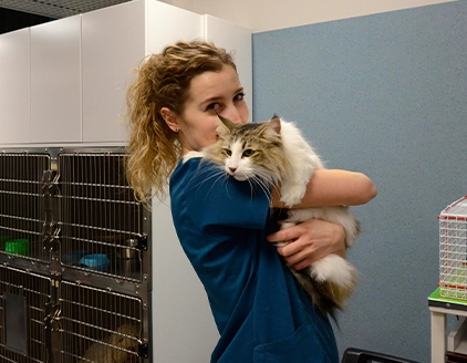 Sala degenza gatti Clinica Veterinaria Borgarello Moncalieri