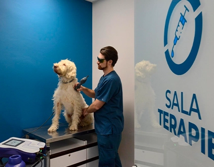 Sala terapie cane Clinica Veterinaria Borgarello Moncalieri