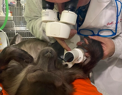 Scimmia Centro Veterinario Specialistico Roma