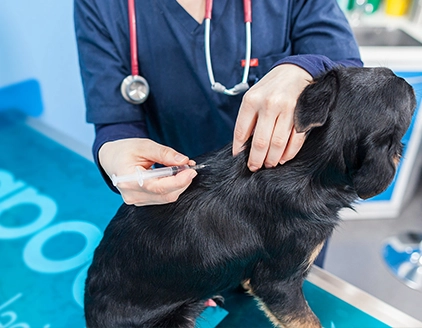 Sedazione cane Ambulatorio Veterinario Dottoressa Anzolin