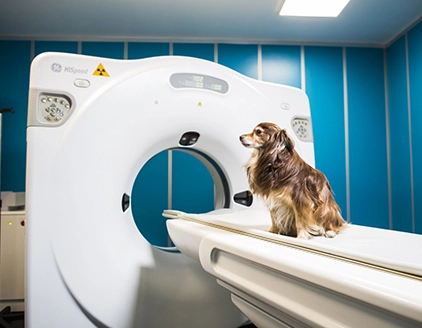 Tac cane Clinica Veterinaria Neur On Scan Catania