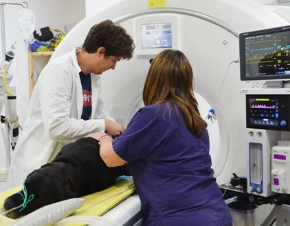 Tac Clinica Veterinaria Primavera Palermo