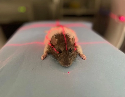 Tac roditore Clinica Veterinaria Modena Sud